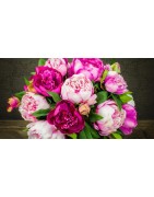 fondants floraux